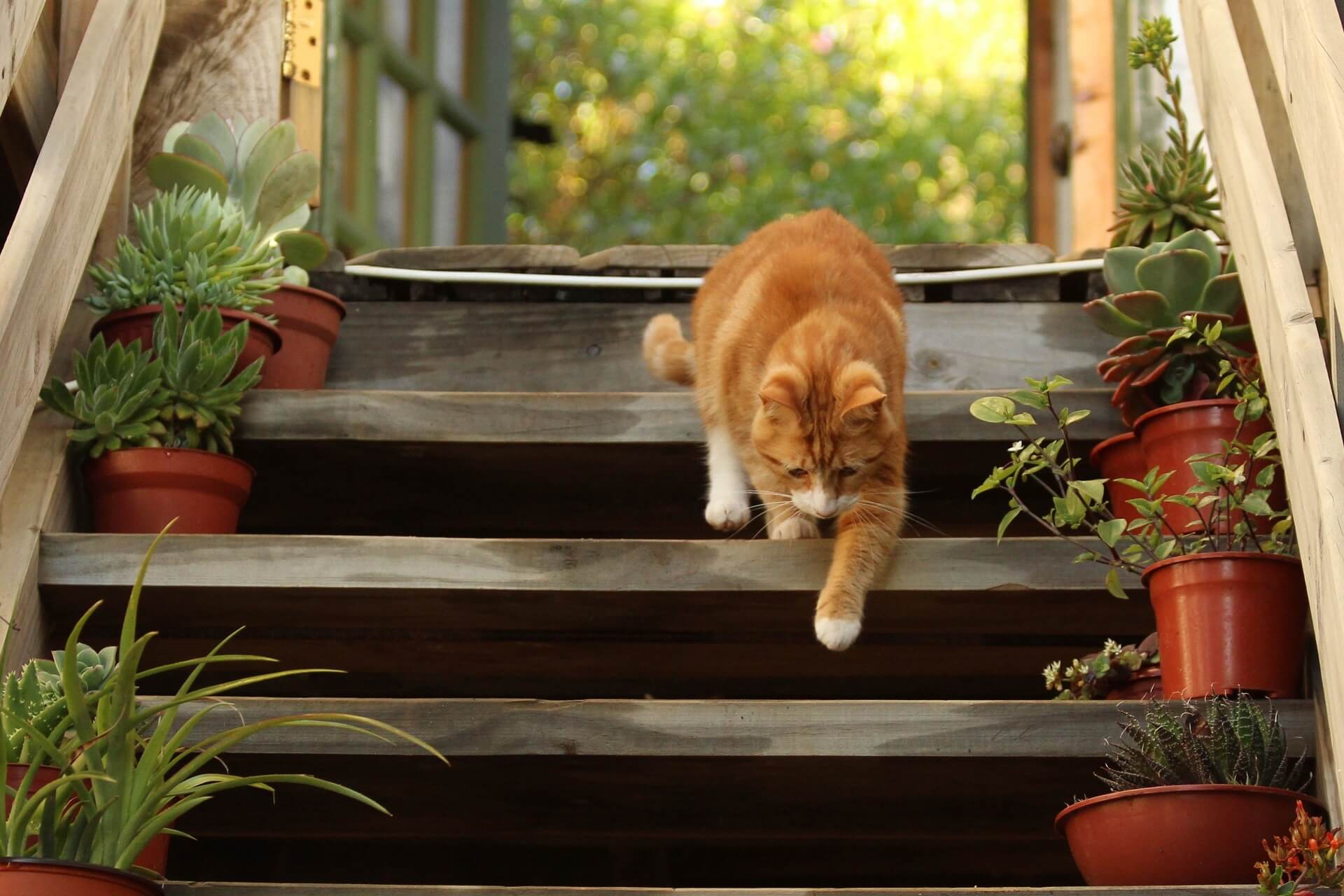 Treppe, Bild: CC0