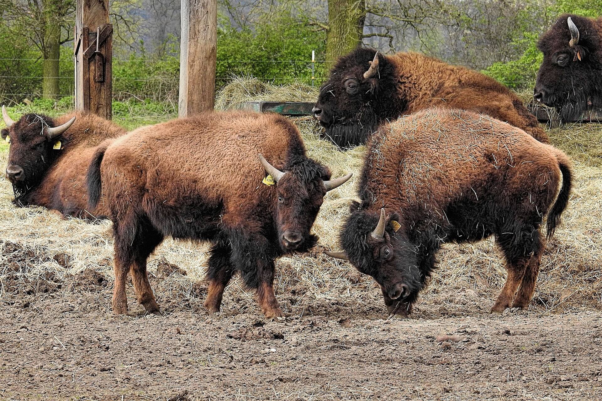 bison