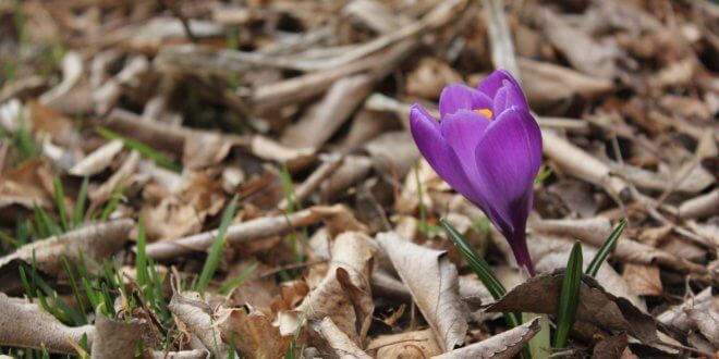 Gartenarbeit im Frühling: Die Spuren des Winters beseitigen