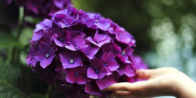 Hortensien – Die idealen Pflanzen für Ihren Garten