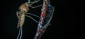 Schlaflose Nächte wegen Mücken gehören durch diese Tipps der Vergangenheit an