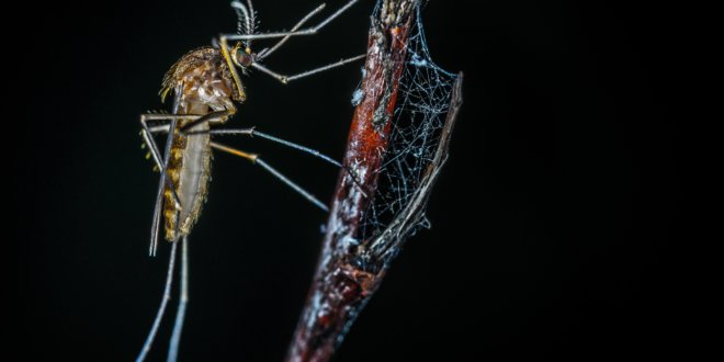 Schlaflose Nächte wegen Mücken gehören durch diese Tipps der Vergangenheit an