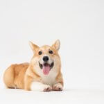 Corgi