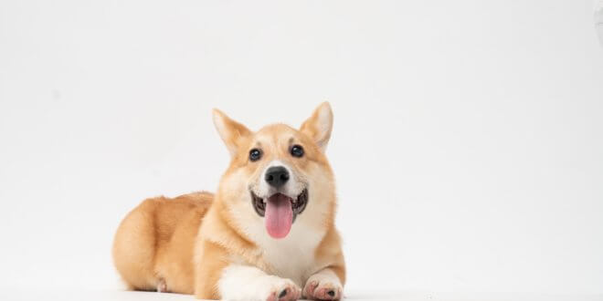 Corgi