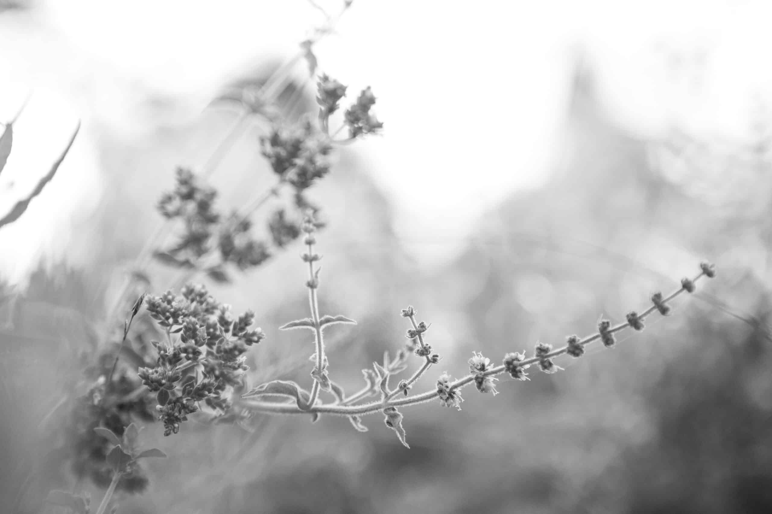grau, weiß, grau-weiß, Pflanze