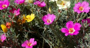 Sommer, Blumen, Garten. Terasse