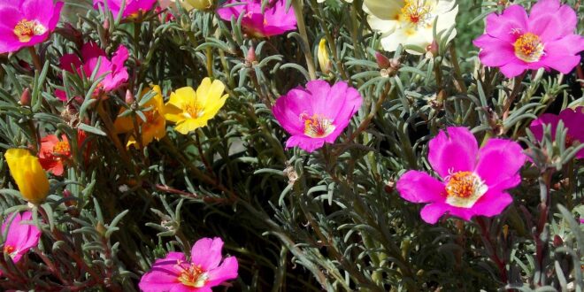 Sommer, Blumen, Garten. Terasse
