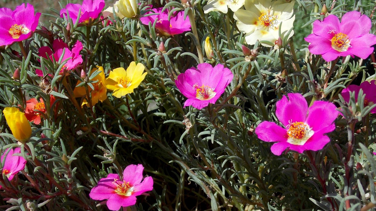 Sommer, Blumen, Garten. Terasse